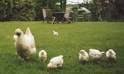 chicks at Treglown House St Mabyn